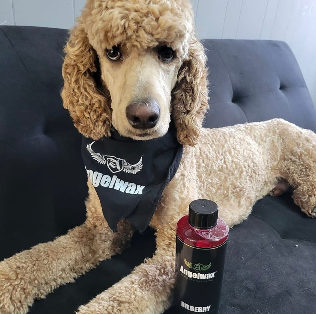 Celebrating International Dog Day with Angelwax!